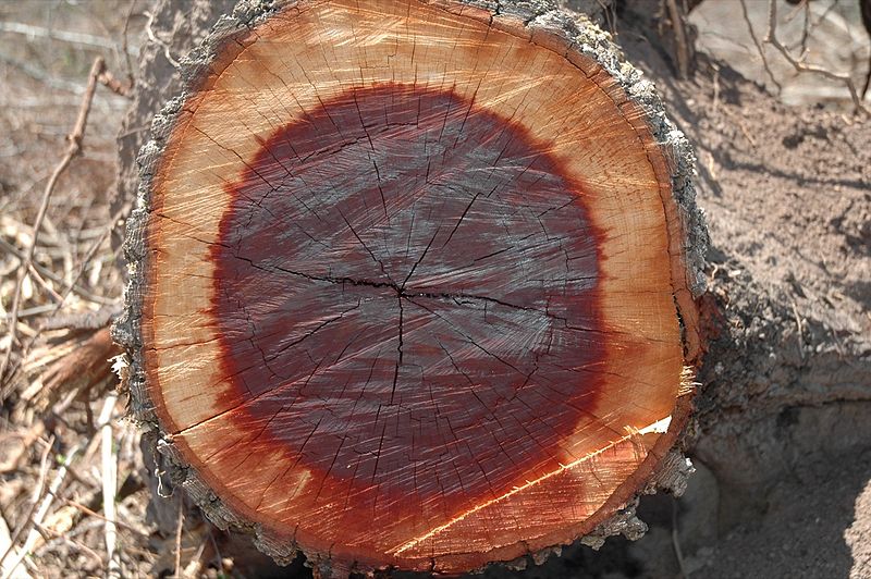 Quebracho Couleurs de PlantesCouleurs de Plantes Dyes and plant